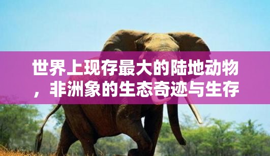世界上现存最大的陆地动物，非洲象的生态奇迹与生存挑战