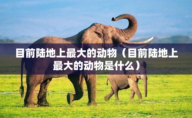 目前陆地上最大的动物（目前陆地上最大的动物是什么）