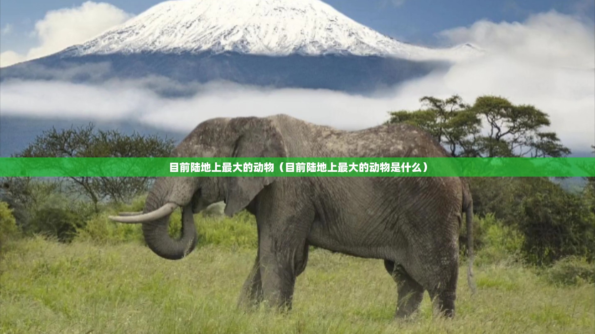 目前陆地上最大的动物（目前陆地上最大的动物是什么）