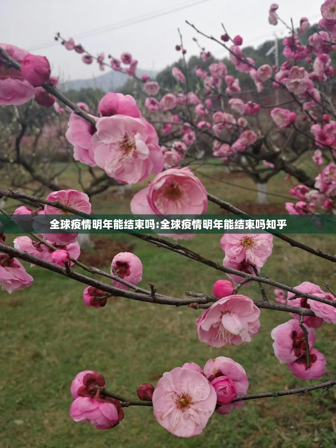 全球疫情明年能结束吗:全球疫情明年能结束吗知乎