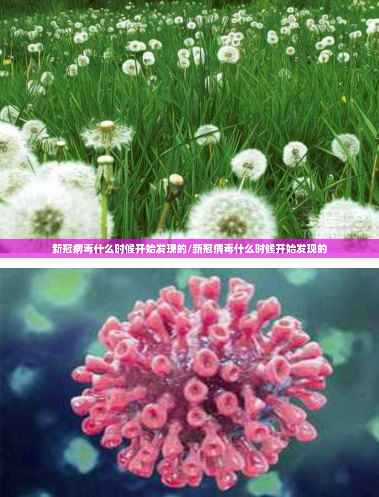 新冠病毒什么时候开始发现的/新冠病毒什么时候开始发现的