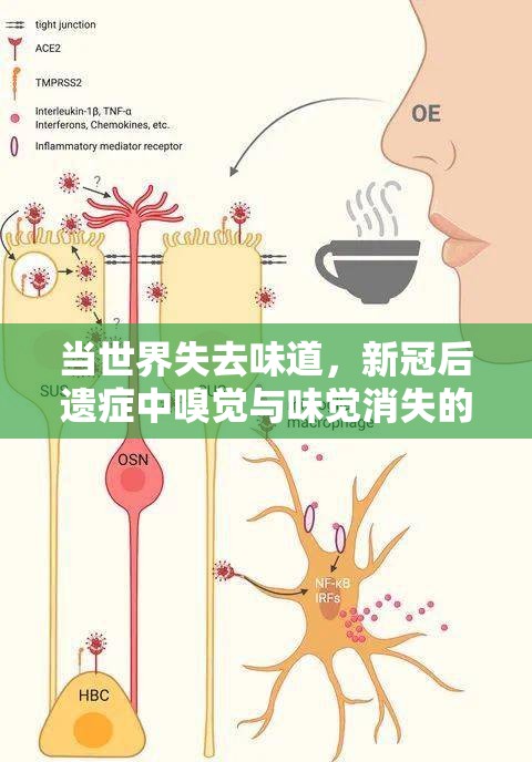 当世界失去味道，新冠后遗症中嗅觉与味觉消失的科学解读与康复之路