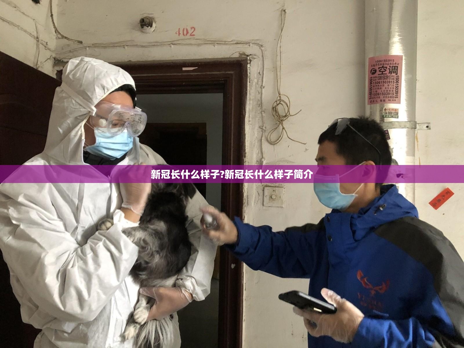 新冠长什么样子?新冠长什么样子简介