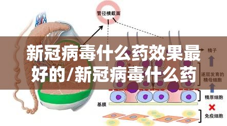 新冠病毒什么药效果最好的/新冠病毒什么药效果最好