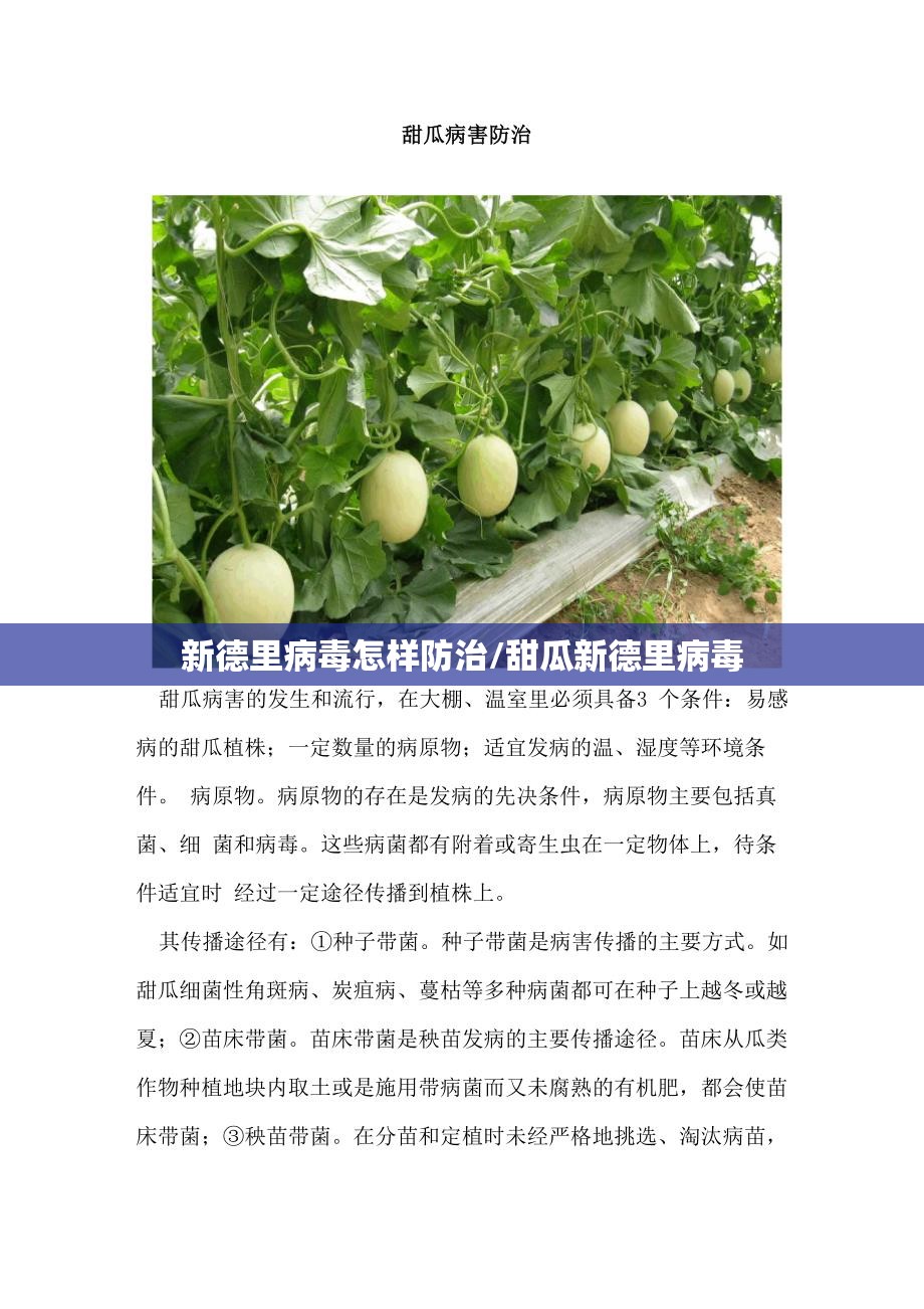 新德里病毒怎样防治/甜瓜新德里病毒