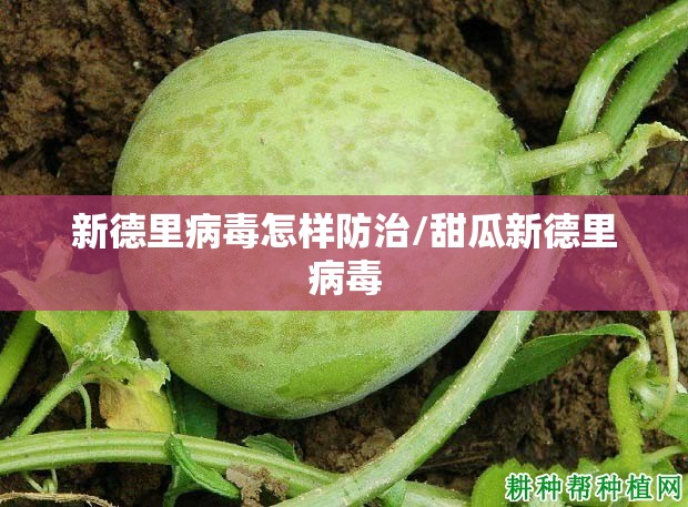 新德里病毒怎样防治/甜瓜新德里病毒