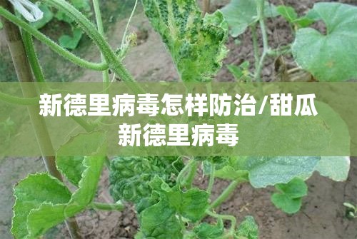 新德里病毒怎样防治/甜瓜新德里病毒