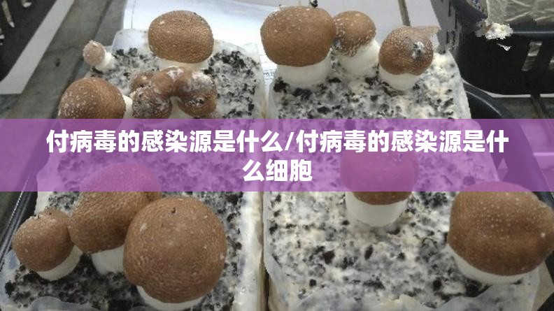 付病毒的感染源是什么/付病毒的感染源是什么细胞