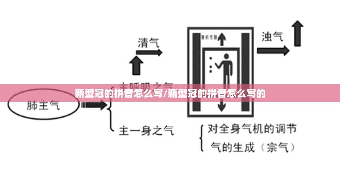 新型冠的拼音怎么写/新型冠的拼音怎么写的