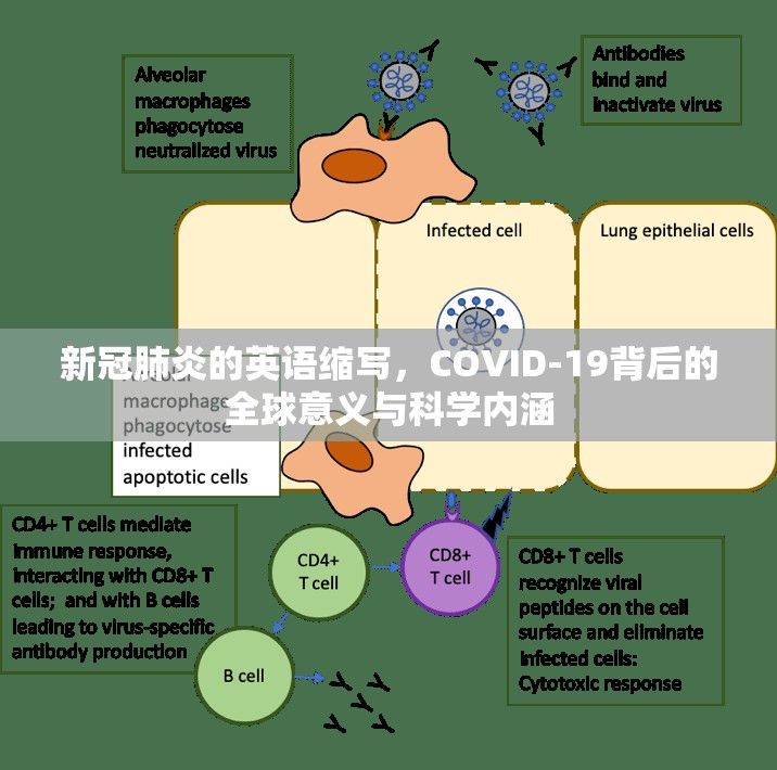 新冠肺炎的英语缩写，COVID-19背后的全球意义与科学内涵